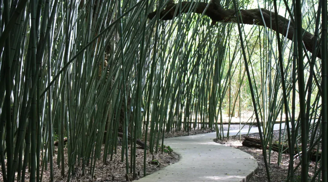 Kanapaha Botanical Gardens